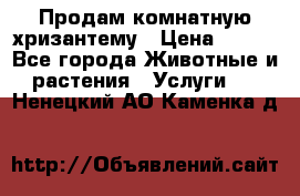 Продам комнатную хризантему › Цена ­ 250 - Все города Животные и растения » Услуги   . Ненецкий АО,Каменка д.